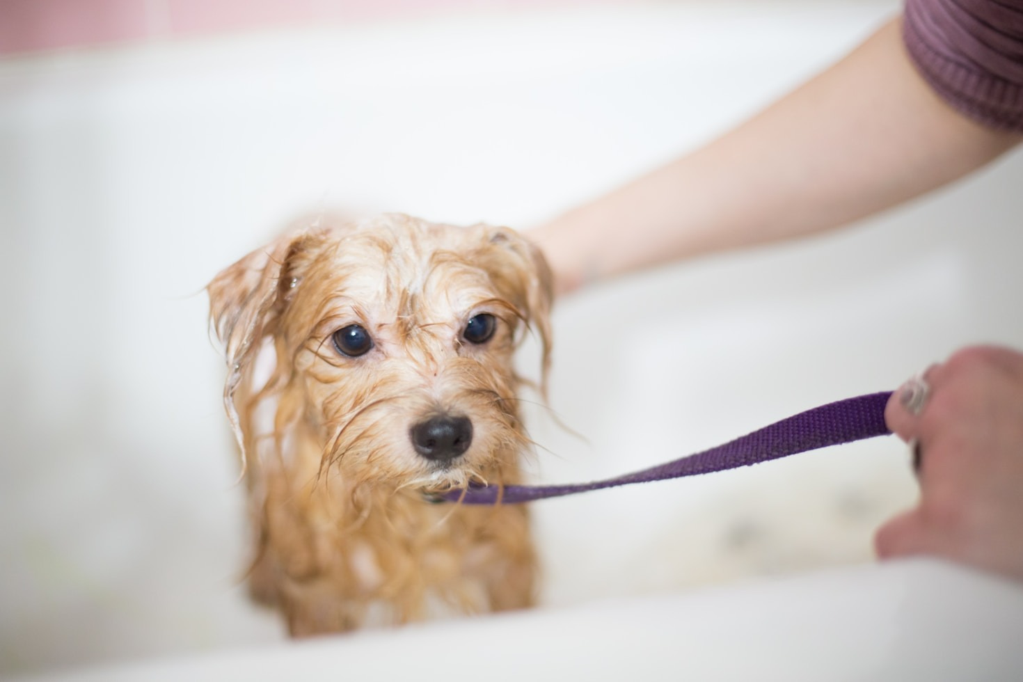 Step-by-Step Guide to Grooming Your Pet at Home